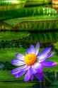 Giant waterlily